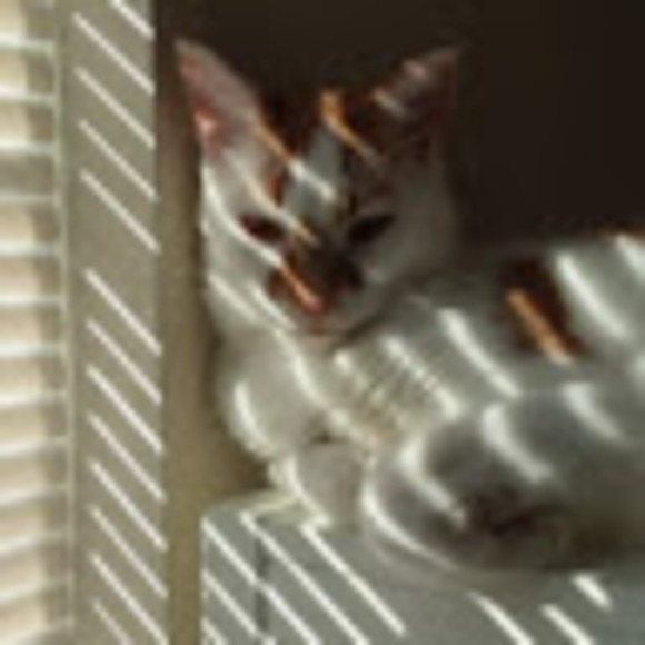 Meet your Posher, Brianna - Picture 1 of 1